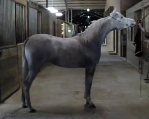 Ramses Safina ( Ramses Fayek x Ramses Sadaka ) 